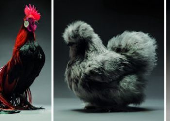 Так выглядят самые красивые курицы в мире