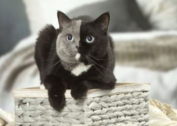 Котенок с самым редким окрасом в мире превратился в потрясающе красивую кошку-химеру