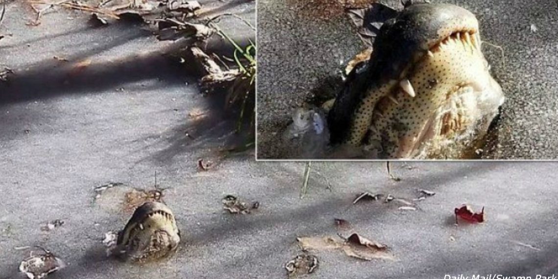 В США несколько аллигаторов добровольно вмёрзли в лёд, чтобы пережить холода!