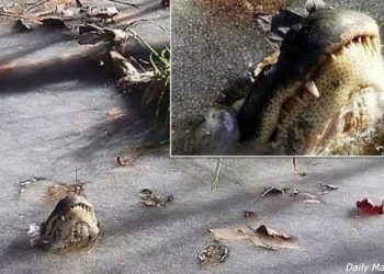 В США несколько аллигаторов добровольно вмёрзли в лёд, чтобы пережить холода!