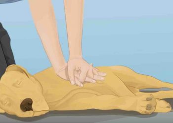 Важно! Как оказать первую помощь собаке, если ей стало плохо