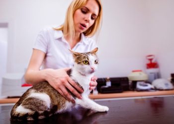 Отвезла кошку ветеринару, он прописал ей особую диету…