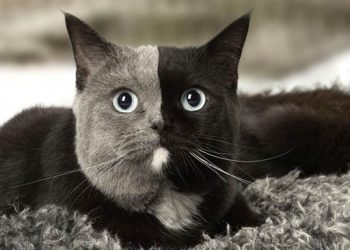 Этого очаровательного котейку из Франции можно назвать двуличным в прямом смысле этого слова