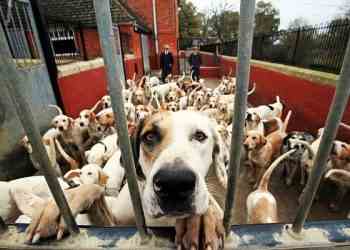 Знаете ли вы, как называются общности животных?