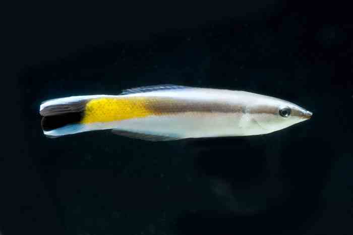 Биологи обнаружили самосознание у рыб