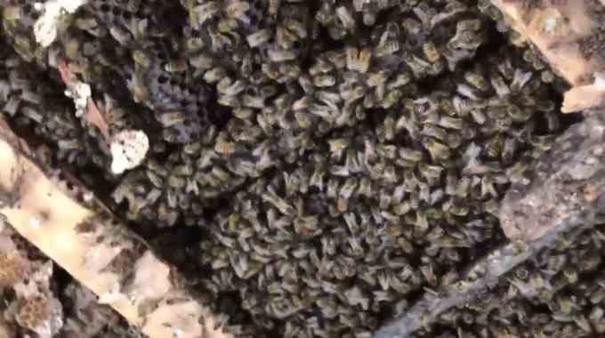 В Великобритании на крыше больницы обнаружили улей более 50 тысяч пчёл