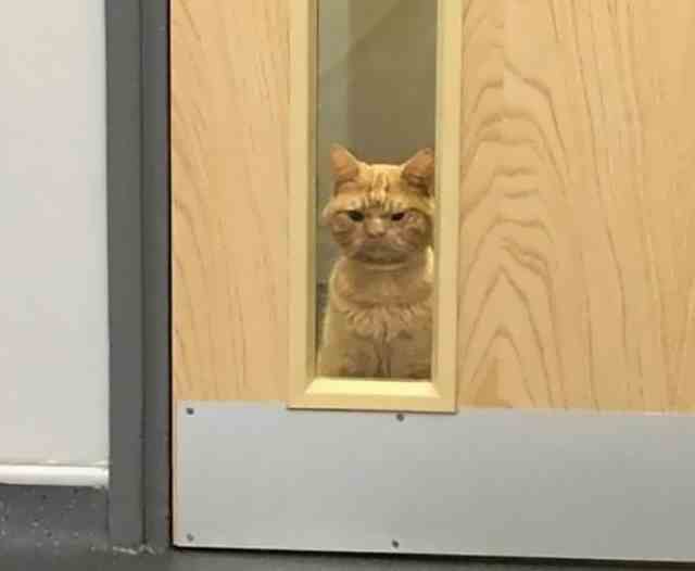 Кот Сол - самый суровый кот интернета