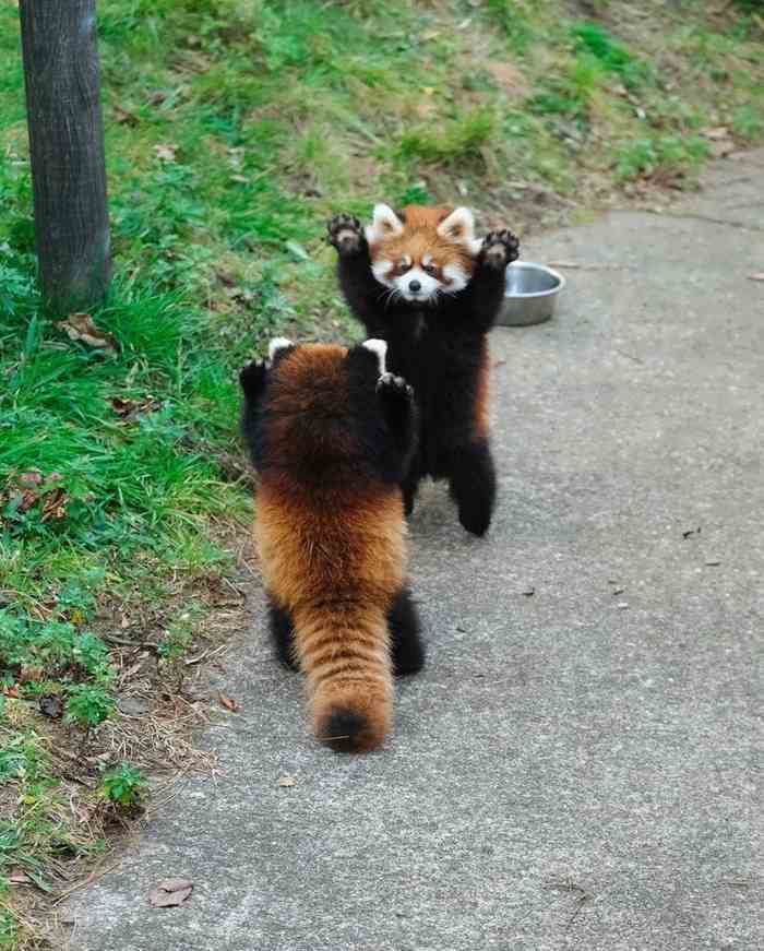 Лапы вверх, красные панды!