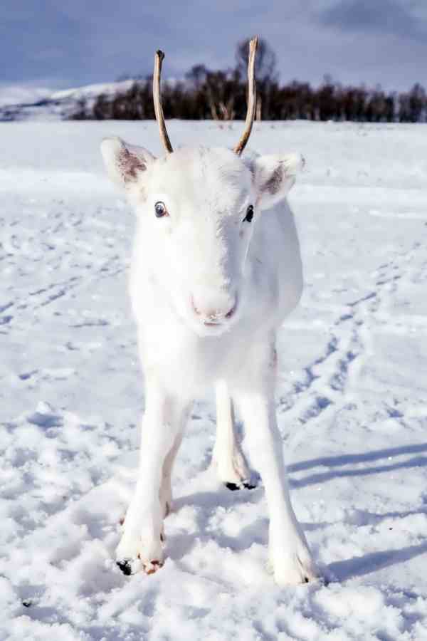 Уникальный белый олень попал на фото в Норвегии
