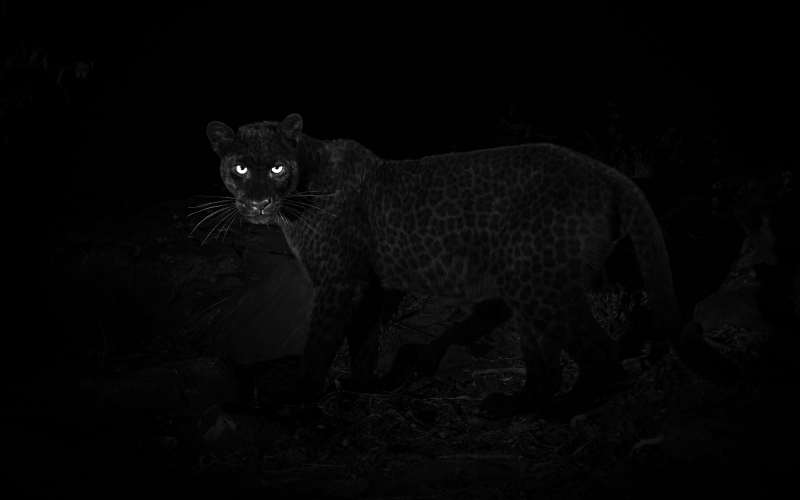 В Африке впервые за 100 лет заметили редкого чёрного леопарда