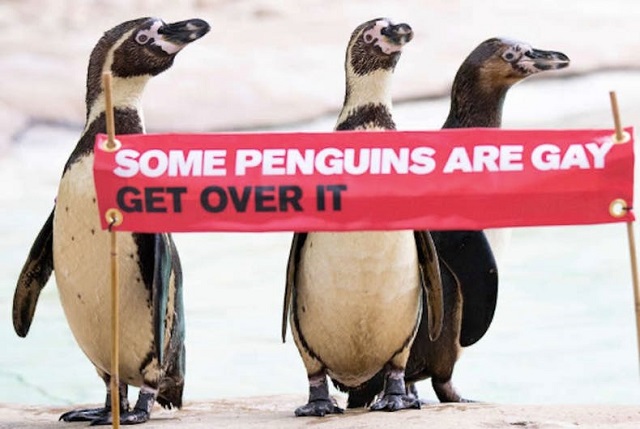 В природе существуют пингвины-гомосексуалы