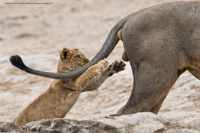 Финалисты конкурса Comedy Wildlife Photography Awards: самые забавные фотки из мира дикой природы за 2019 год