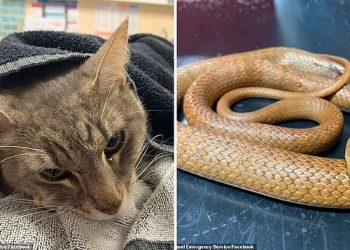 В Австралии домашний кот погиб, спасая двух детей от нападения ядовитой змеи