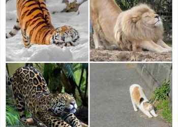 25 самых очаровательных фото пушистиков, которые дадут вам ответ на вопрос «Зачем мне заводить кошку»