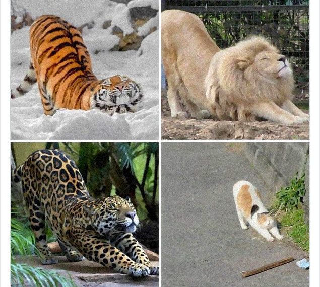 25 самых очаровательных фото пушистиков, которые дадут вам ответ на вопрос «Зачем мне заводить кошку»