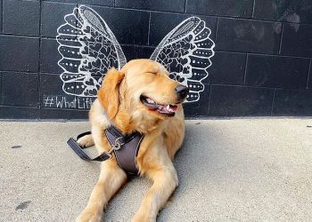 #ModelChallenge в Facebook: Люди делятся самыми модными фотографиями своих собак