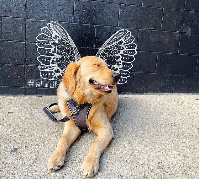 #ModelChallenge в Facebook: Люди делятся самыми модными фотографиями своих собак