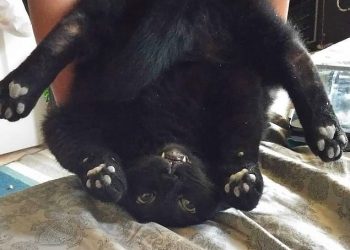 Кошки такие кошки: Владельцы публикуют фото своих пушистиков, которым наплевать на законы физики