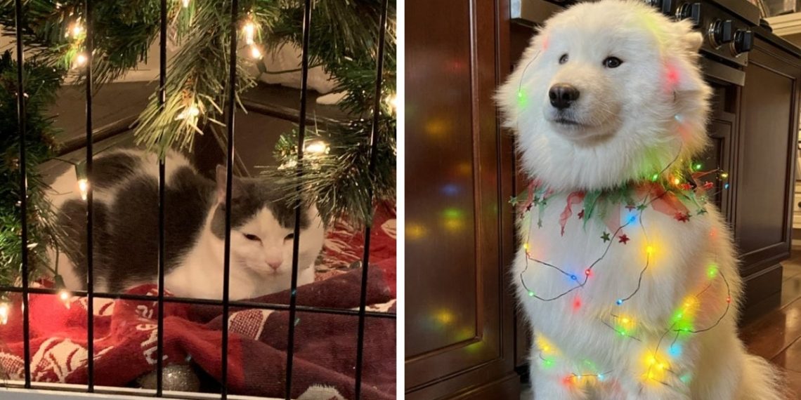 18 милых и забавных фотографий домашних питомцев, которые покажут все грани новогоднего настроения