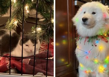 18 милых и забавных фотографий домашних питомцев, которые покажут все грани новогоднего настроения